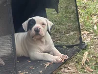 Diva, a female American Bulldog for sale in Tullahoma, TN – Photo 1 of 7