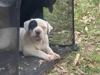 Diva, a female American Bulldog and American Bully for sale in Tullahoma, TN – Photo 9 of 10