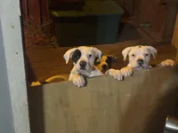 Diva, a female American Bulldog for sale in Tullahoma, TN – Photo 4 of 7