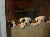 Diva, a female American Bulldog for sale in Tullahoma, TN – Photo 5 of 7