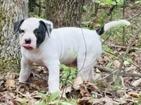 Rampage, a male American Bulldog and American Bully for sale in Tullahoma, TN – Photo 2 of 8