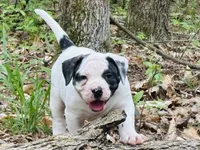 Rampage, a male American Bulldog and American Bully for sale in Tullahoma, TN – Photo 4 of 8