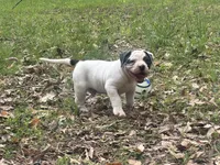 Rampage, a male American Bulldog and American Bully for sale in Tullahoma, TN – Photo 7 of 8