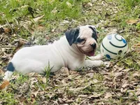Rampage, a male American Bulldog and American Bully for sale in Tullahoma, TN – Photo 3 of 8