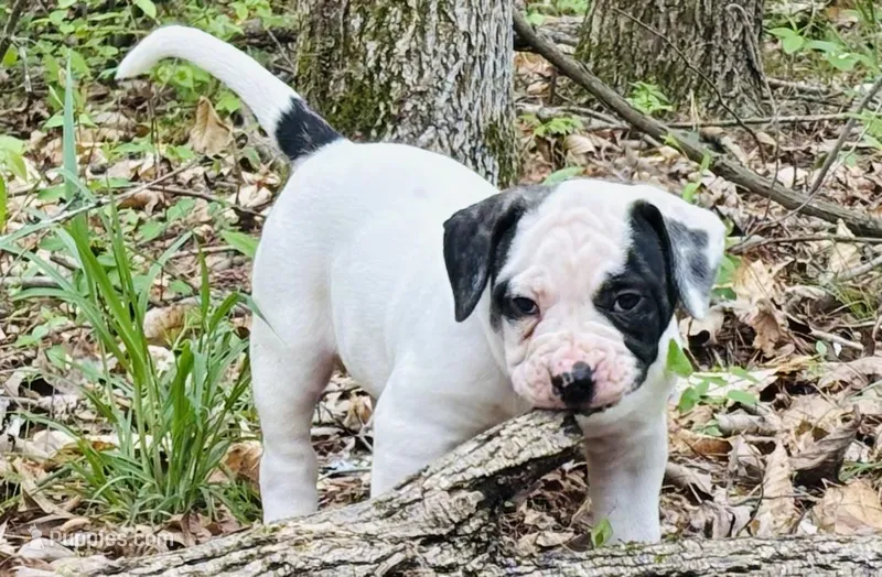 Rampage – American Bulldog, American Bully puppy for sale in Tullahoma, TN