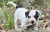 Rampage, a male American Bulldog and American Bully for sale in Tullahoma, TN – Photo 1 of 8