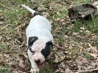 Rampage, a male American Bulldog and American Bully for sale in Tullahoma, TN – Photo 6 of 8