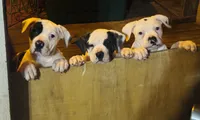 Rampage, a male American Bulldog and American Bully for sale in Tullahoma, TN – Photo 5 of 8