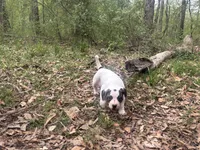 Diamond, a female American Bulldog and American Bully for sale in Tullahoma, TN – Photo 9 of 10