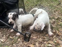 Diamond, a female American Bulldog for sale in Tullahoma, TN – Photo 5 of 6