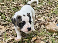 Diamond, a female American Bulldog for sale in Tullahoma, TN – Photo 4 of 6