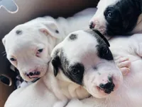 Diamond, a female American Bulldog for sale in Tullahoma, TN – Photo 3 of 6