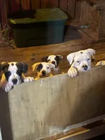 Diamond, a female American Bulldog for sale in Tullahoma, TN – Photo 6 of 6