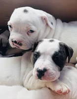 Diamond, a female American Bulldog for sale in Tullahoma, TN – Photo 2 of 6