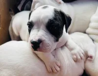 Diamond, a female American Bulldog for sale in Tullahoma, TN – Photo 1 of 6