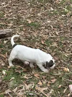 Diamond, a female American Bulldog and American Bully for sale in Tullahoma, TN – Photo 8 of 10