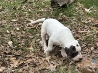 Diamond, a female American Bulldog and American Bully for sale in Tullahoma, TN – Photo 7 of 10