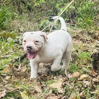 Chaos, a male American Bulldog and American Bully for sale in Tullahoma, TN – Photo 5 of 10