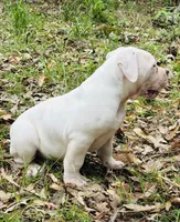 Chaos, a male American Bulldog and American Bully for sale in Tullahoma, TN – Photo 6 of 10