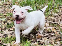 Chaos, a male American Bulldog and American Bully for sale in Tullahoma, TN – Photo 4 of 10