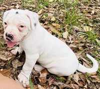 Chaos, a male American Bulldog and American Bully for sale in Tullahoma, TN – Photo 2 of 10