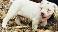 Chaos, a male American Bulldog and American Bully for sale in Tullahoma, TN – Photo 3 of 10
