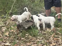 Chaos, a male American Bulldog and American Bully for sale in Tullahoma, TN – Photo 8 of 10