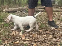Chaos, a male American Bulldog and American Bully for sale in Tullahoma, TN – Photo 7 of 10