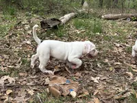 Chaos, a male American Bulldog and American Bully for sale in Tullahoma, TN – Photo 9 of 10