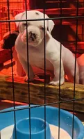 Chaos, a male American Bulldog and American Bully for sale in Tullahoma, TN – Photo 1 of 10