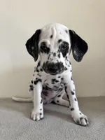 Orange Female, a female Dalmatian for sale in Denver, CO – Photo 2 of 8