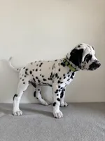 Green Male, a male Dalmatian for sale in Denver, CO – Photo 5 of 6