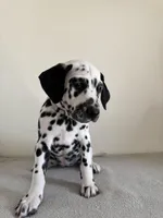 Beige Female, a female Dalmatian for sale in Denver, CO – Photo 4 of 8