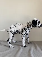 Beige Female, a female Dalmatian for sale in Denver, CO – Photo 5 of 8