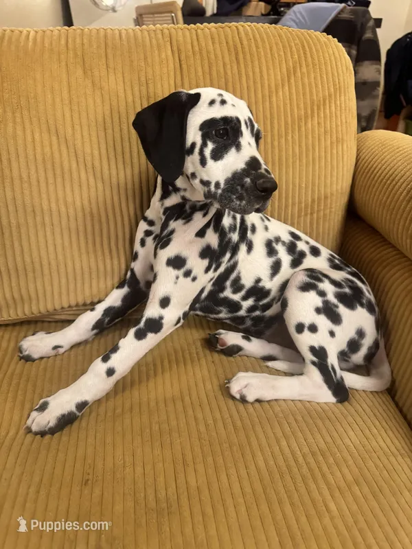Beige Female – Dalmatian puppy for sale in Denver, CO
