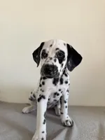 Beige Female, a female Dalmatian for sale in Denver, CO – Photo 2 of 8