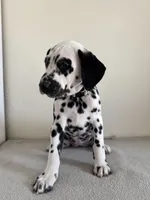 Beige Female, a female Dalmatian for sale in Denver, CO – Photo 7 of 8