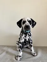 Blue Female, a female Dalmatian for sale in Denver, CO – Photo 1 of 6