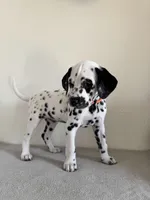 Orange Female, a female Dalmatian for sale in Denver, CO – Photo 1 of 8