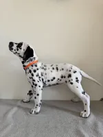 Orange Female, a female Dalmatian for sale in Denver, CO – Photo 7 of 8