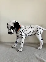 Orange Female, a female Dalmatian for sale in Denver, CO – Photo 6 of 8