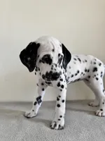 Orange Female, a female Dalmatian for sale in Denver, CO – Photo 4 of 8