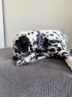 Purple Female, a female Dalmatian for sale in Denver, CO – Photo 3 of 7