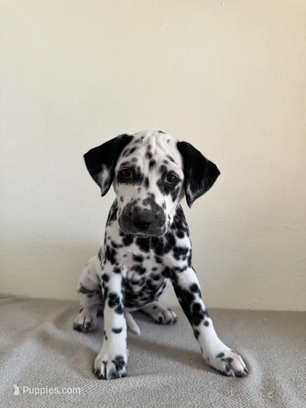 Purple Female – Dalmatian puppy for sale in Denver, CO