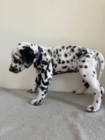 Purple Female, a female Dalmatian for sale in Denver, CO – Photo 5 of 7