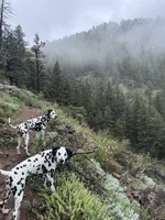 Purple Female, a female Dalmatian for sale in Denver, CO – Photo 7 of 7