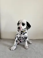 Yellow Male, a male Dalmatian for sale in Denver, CO – Photo 9 of 10