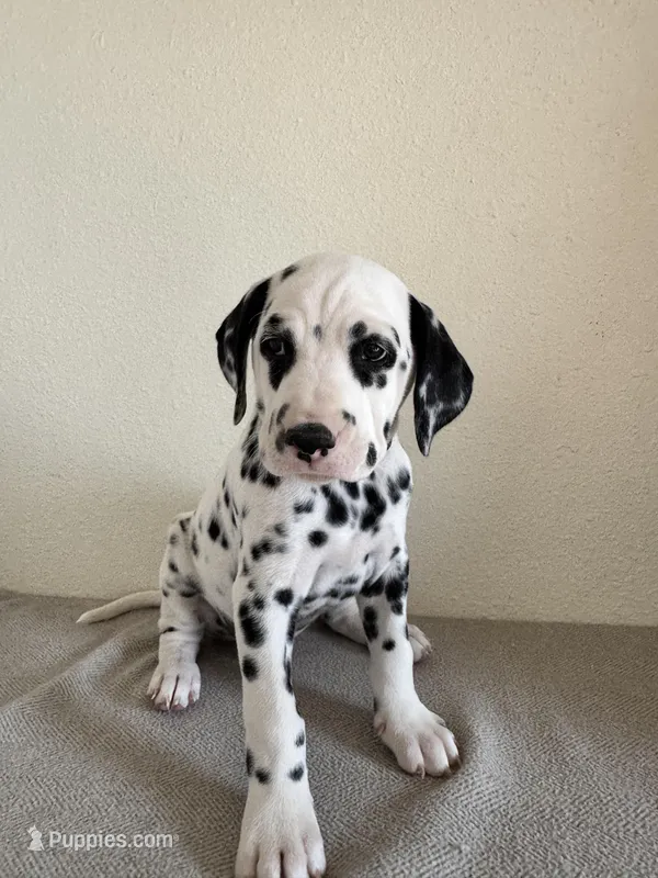 Yellow Male – Dalmatian puppy for sale in Denver, CO