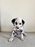 Yellow Male, a male Dalmatian for sale in Denver, CO – Photo 4 of 10