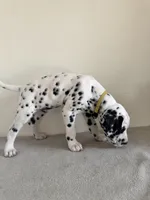 Yellow Male, a male Dalmatian for sale in Denver, CO – Photo 5 of 10